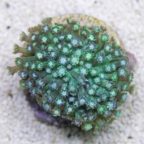 Goniopora Coral: Green w/ Blue Tips - Aquacultured