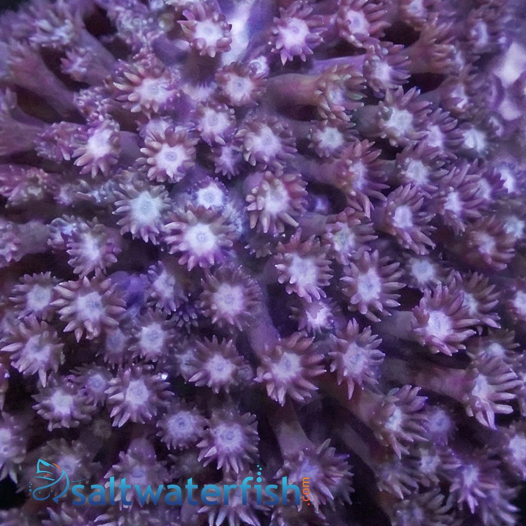 Goniopora Coral: Blue/Purple - Fiji