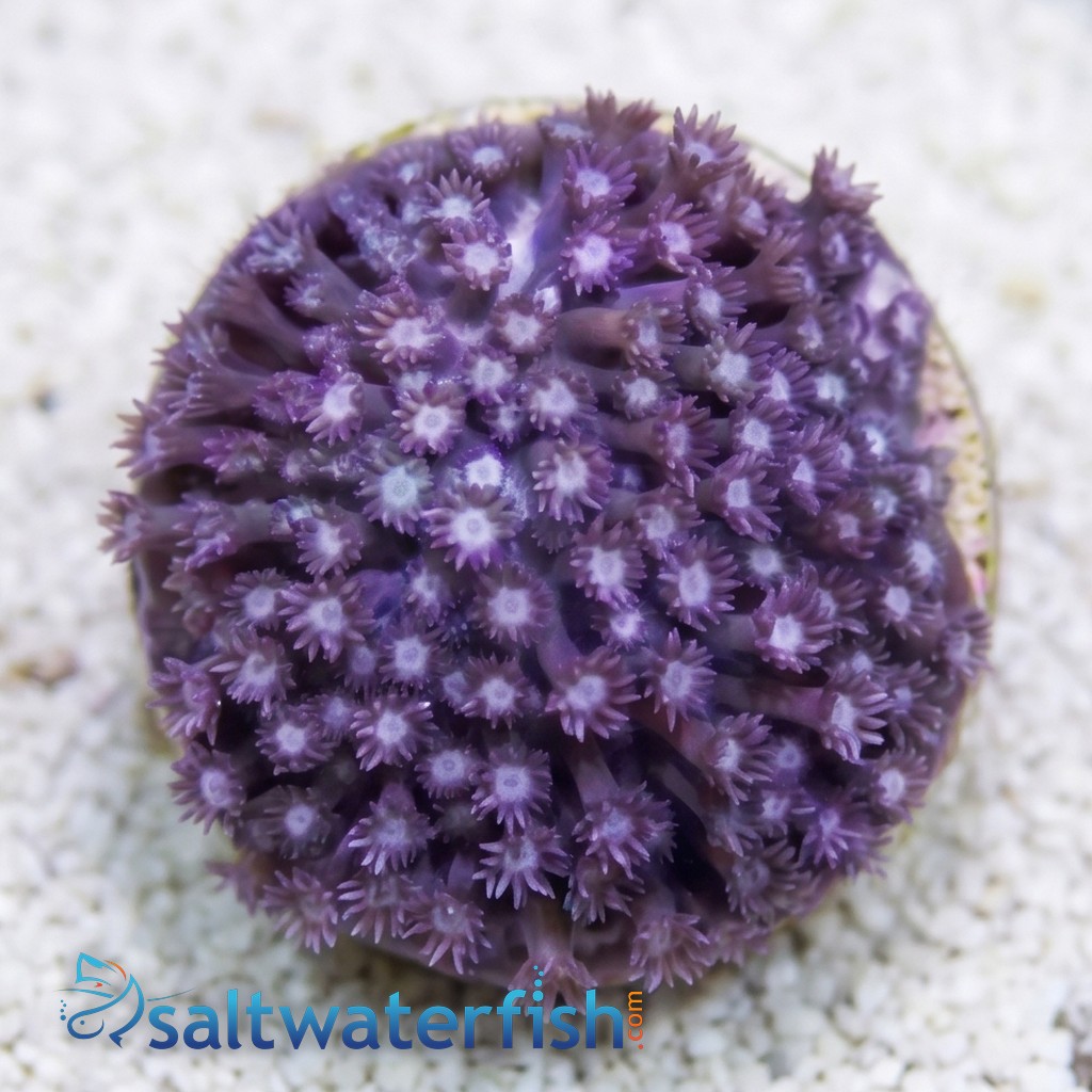 Goniopora Coral: Blue/Purple - Fiji