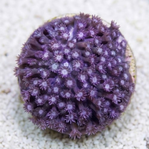 Goniopora Coral: Blue/Purple - Fiji