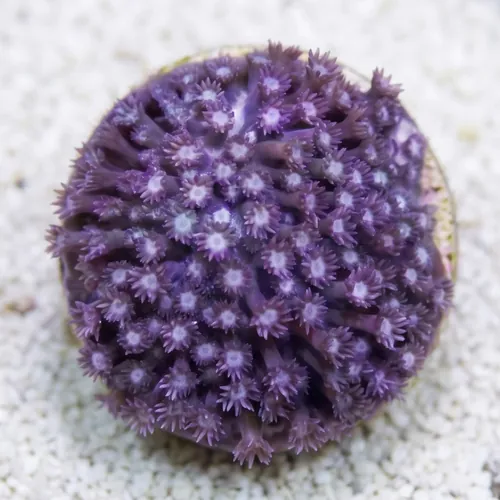 Goniopora Coral: Blue/Purple - Fiji