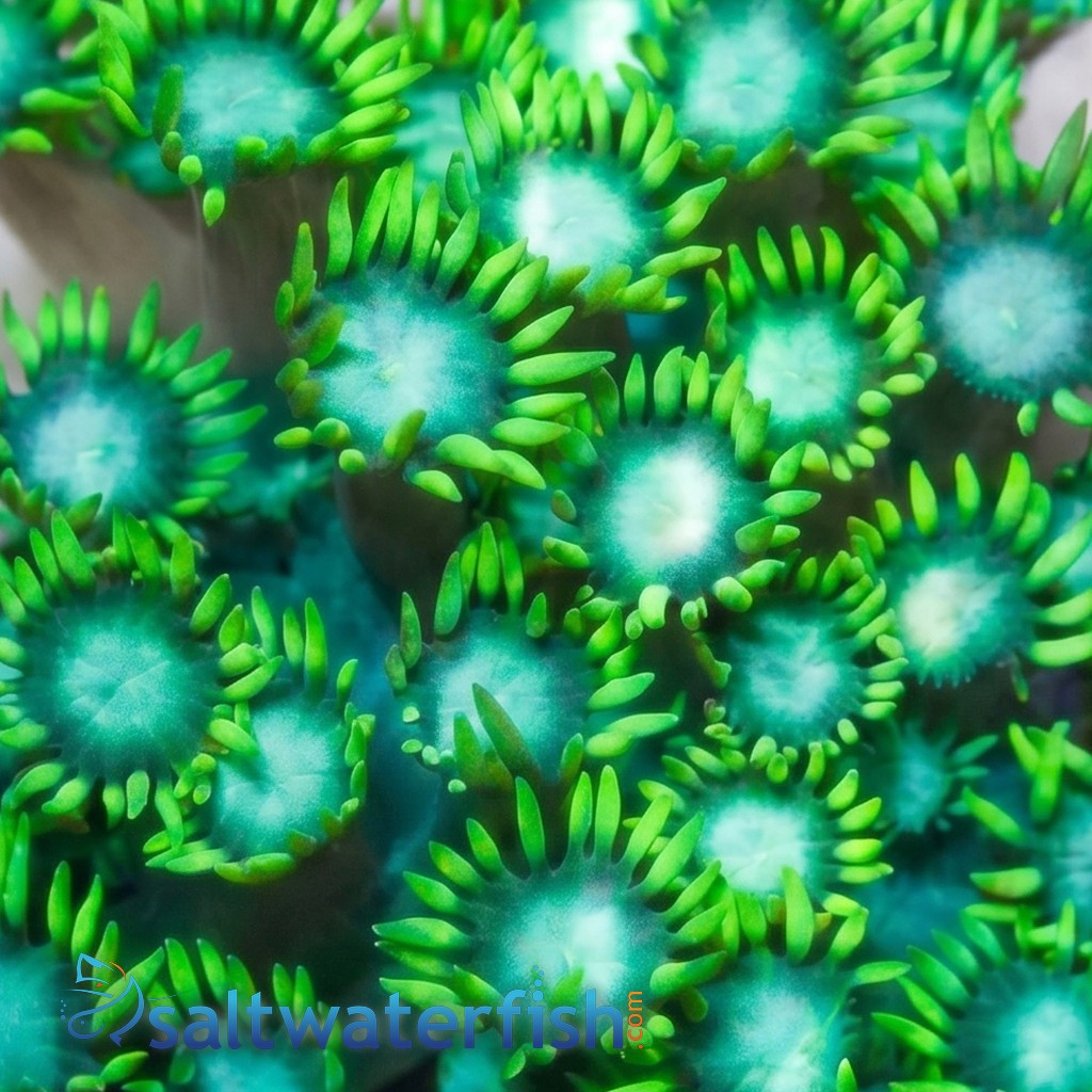 Goniopora Coral: Metallic Green - Australia