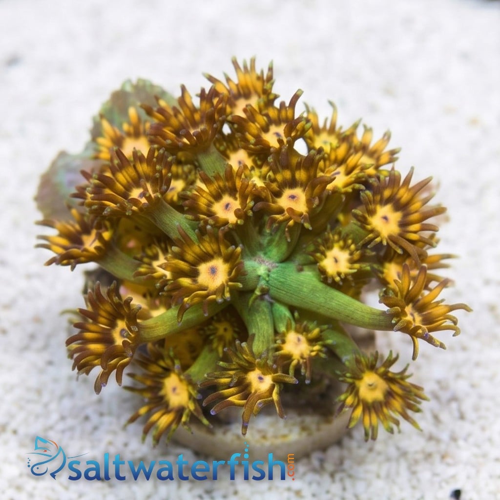 Goniopora : Green / Yellow Hornet - Aquacultured