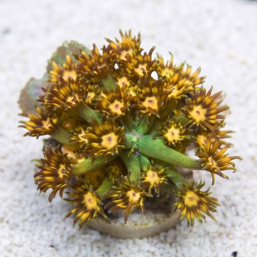 Goniopora : Green / Yellow Hornet - Aquacultured