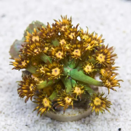 Goniopora : Green / Yellow Hornet - Aquacultured
