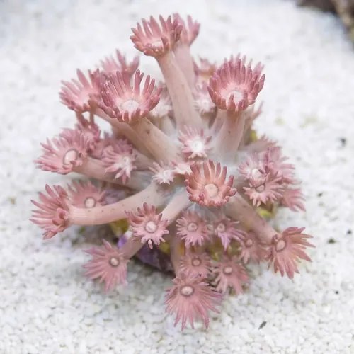 Goniopora Coral: Green Base w/ Pink Polyps "Watermelon" - Aquacultured