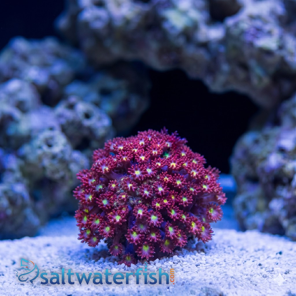 Goniopora Coral: Fruit Loops Bernardpora - Aquacultured