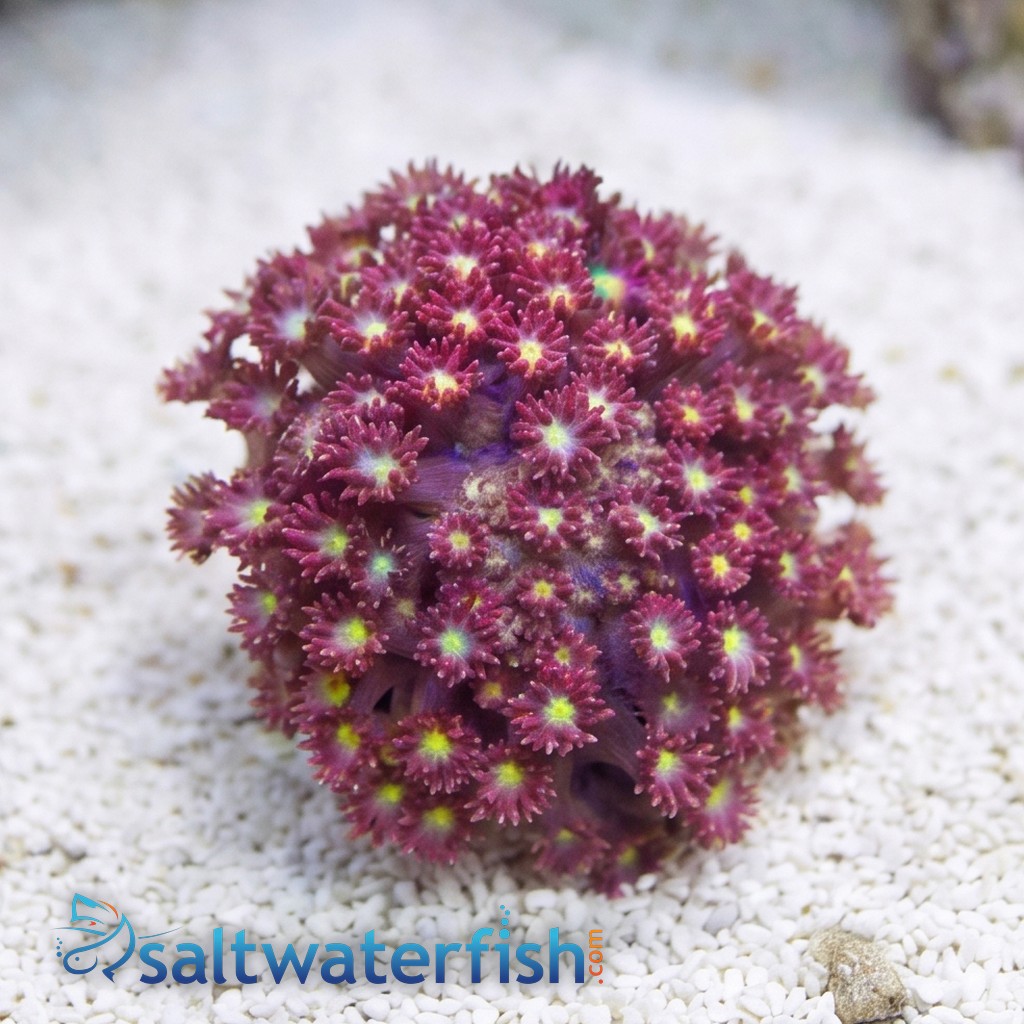 Goniopora Coral: Fruit Loops Bernardpora - Aquacultured