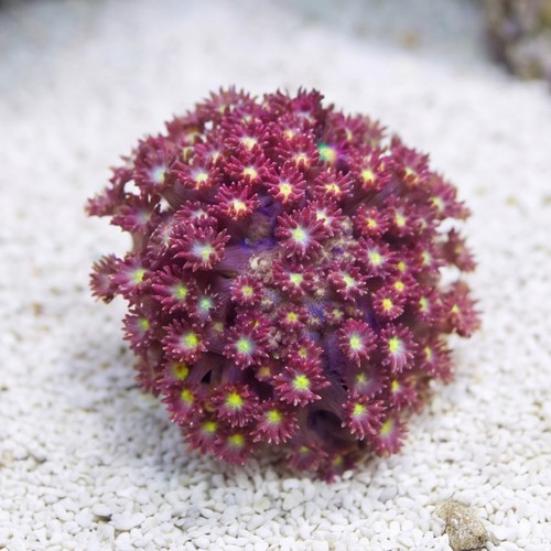 Goniopora Coral: Fruit Loops Bernardpora - Aquacultured