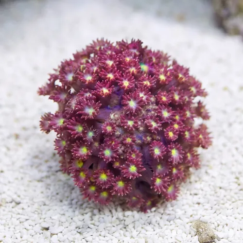 Goniopora Coral: Fruit Loops Bernardpora - Aquacultured