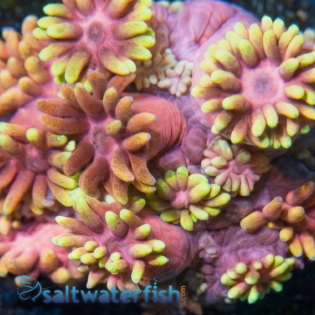 Goniopora : Hollywood Nights - Aquacultured
