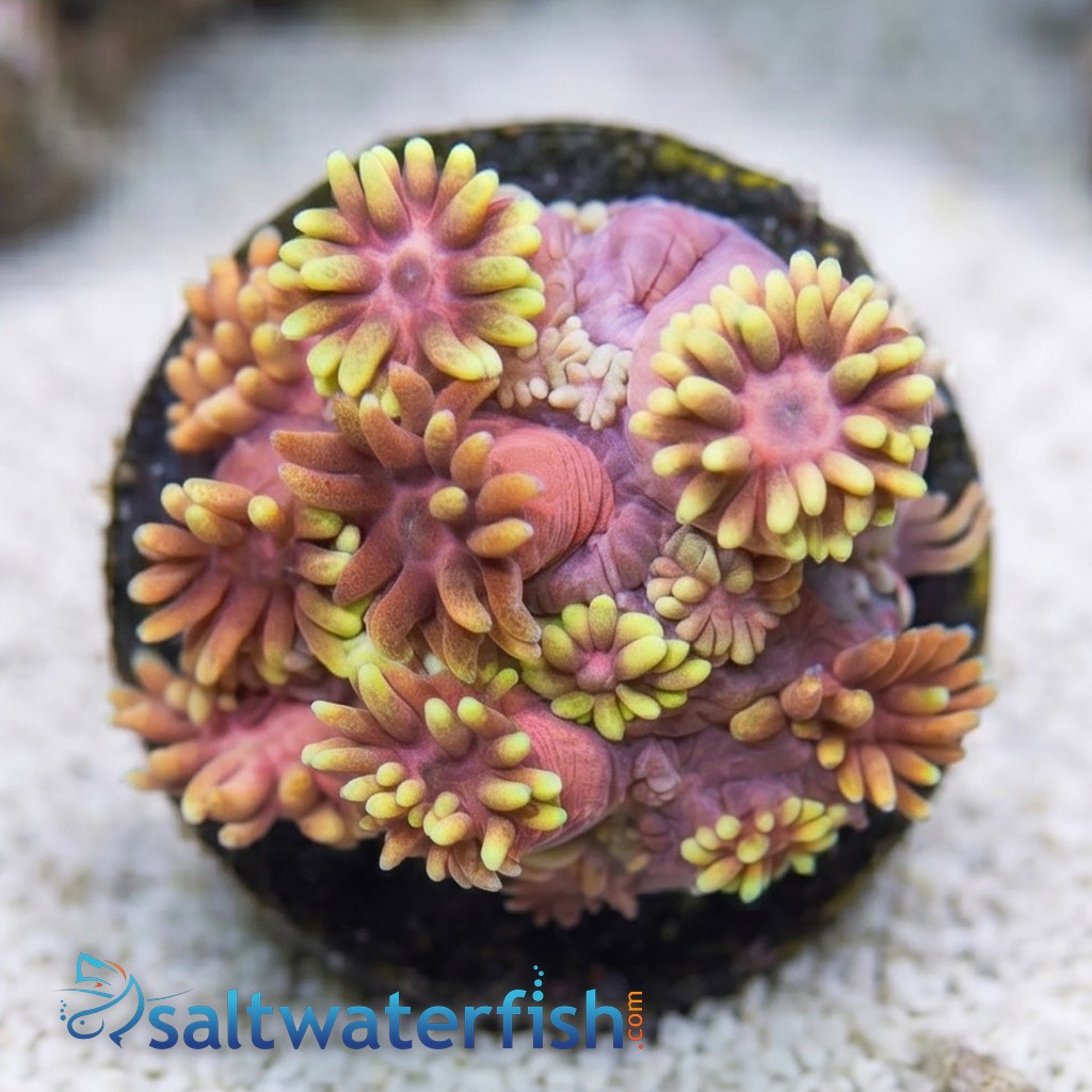 Goniopora : Hollywood Nights - Aquacultured