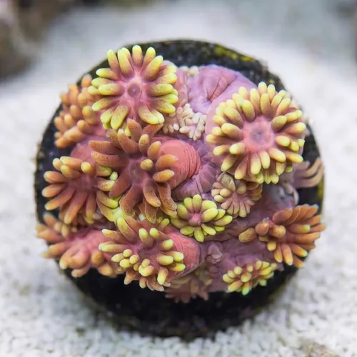 Goniopora : Hollywood Nights - Aquacultured