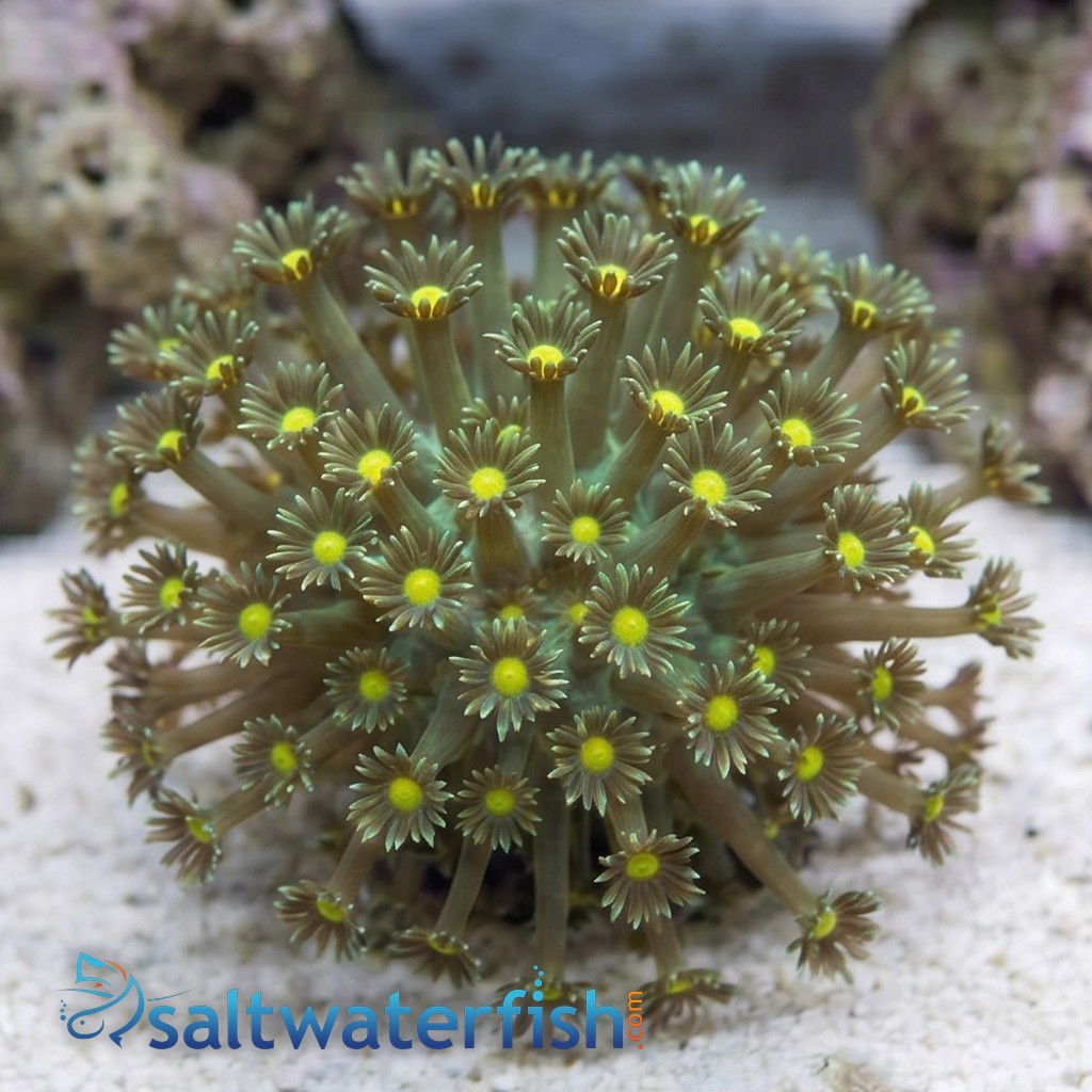 Goniopora Coral: Long Polyp Green w/ Colored Center