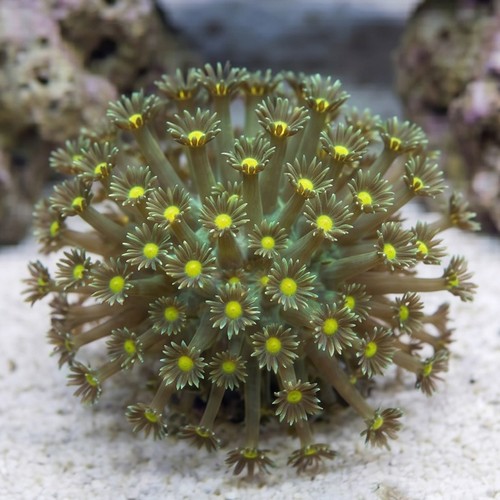 Goniopora Coral: Long Polyp Green w/ Colored Center