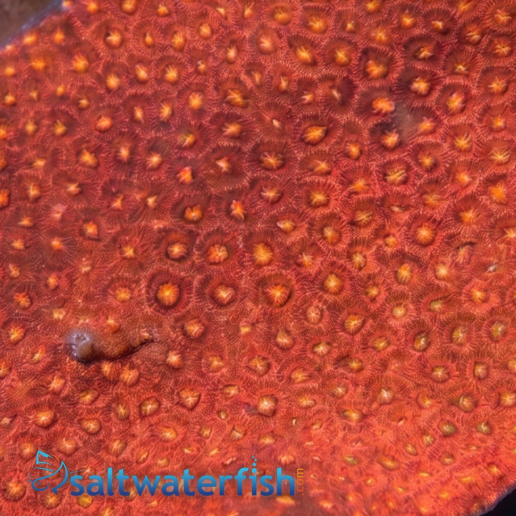 Goniopora : Bernardpora Red - Aquacultured
