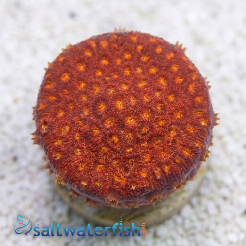 Goniopora : Bernardpora Red - Aquacultured