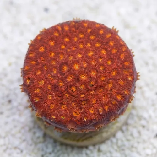Goniopora : Bernardpora Red - Aquacultured