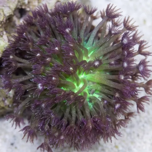 Goniopora Coral: Glitter w/ Neon Green Base - Australia