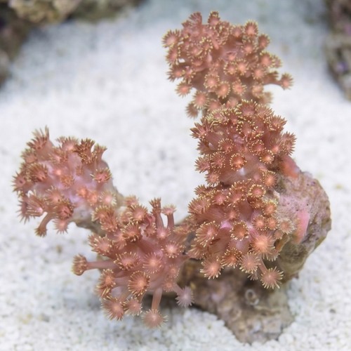 Branching Goniopora: Green w/ Colored Center