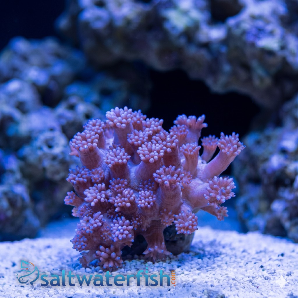 Goniopora Coral: Purple Short Polyp - Aquacultured