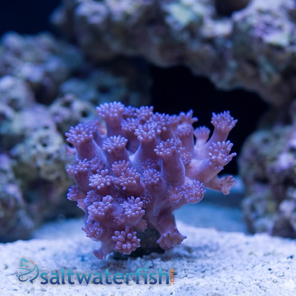 Goniopora Coral: Purple Short Polyp - Aquacultured