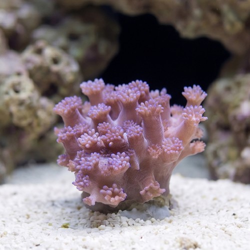 Goniopora Coral: Purple Short Polyp