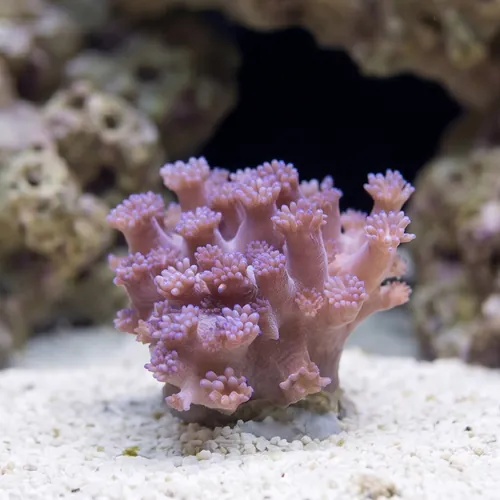 Goniopora Coral: Purple Short Polyp - Aquacultured