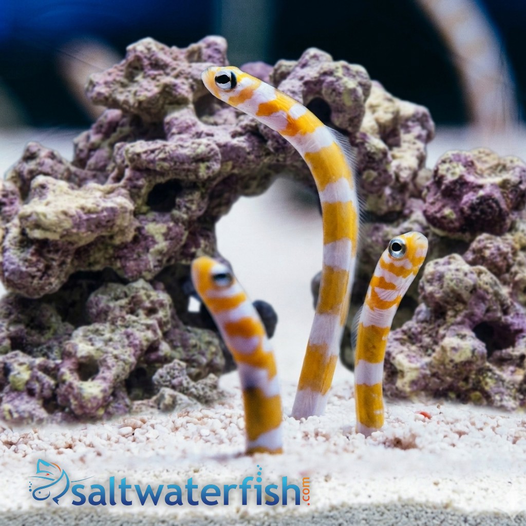 Splendid Garden Eel