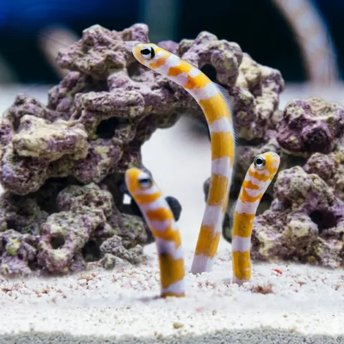 Splendid Garden Eel
