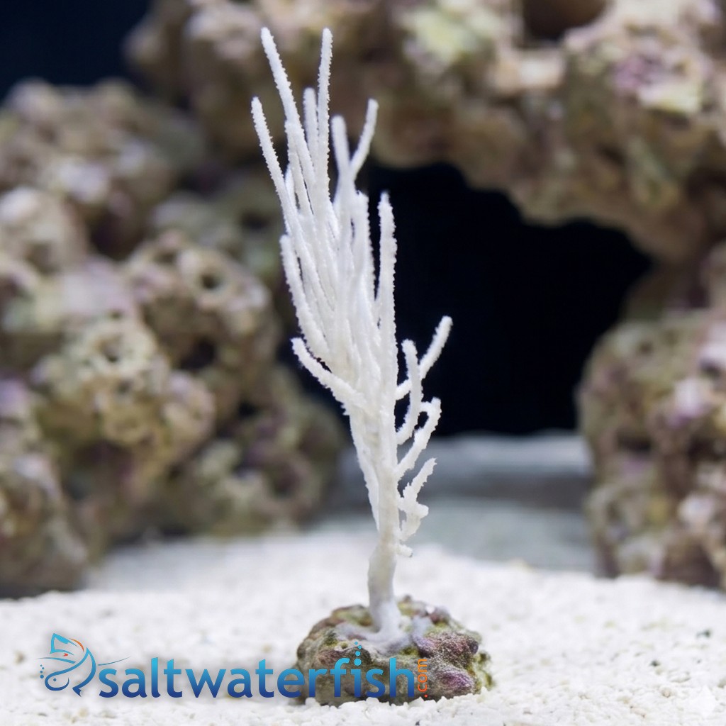 White Fan Gorgonian - Pacific