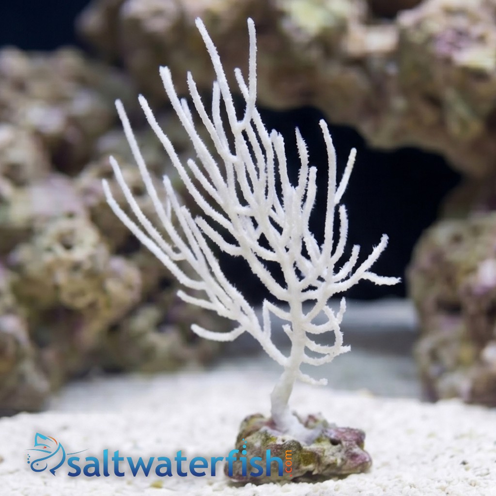 White Fan Gorgonian - Pacific
