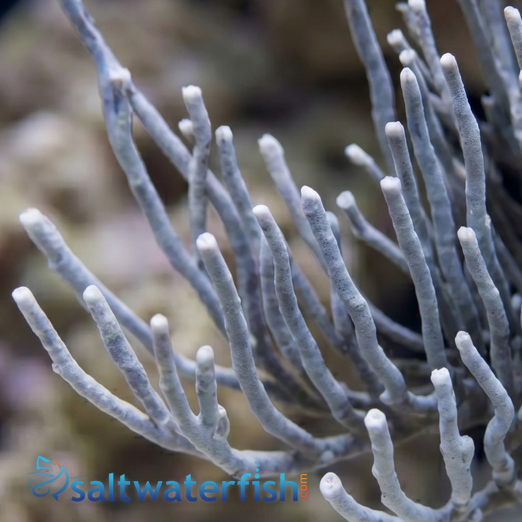 White Fan Gorgonian - Pacific