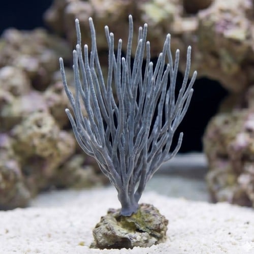 White Fan Gorgonian - Pacific