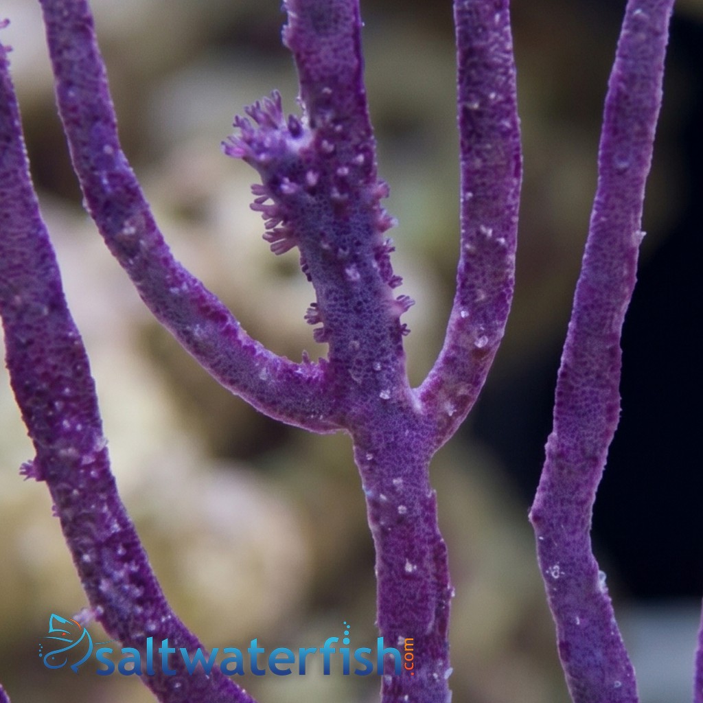 Purple Whip Gorgonian - Aquacultured