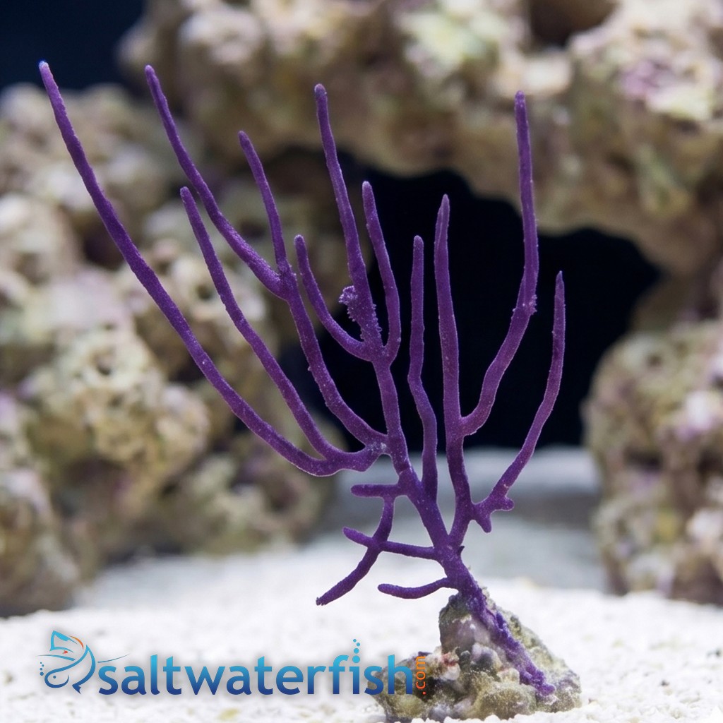 Purple Whip Gorgonian - Aquacultured