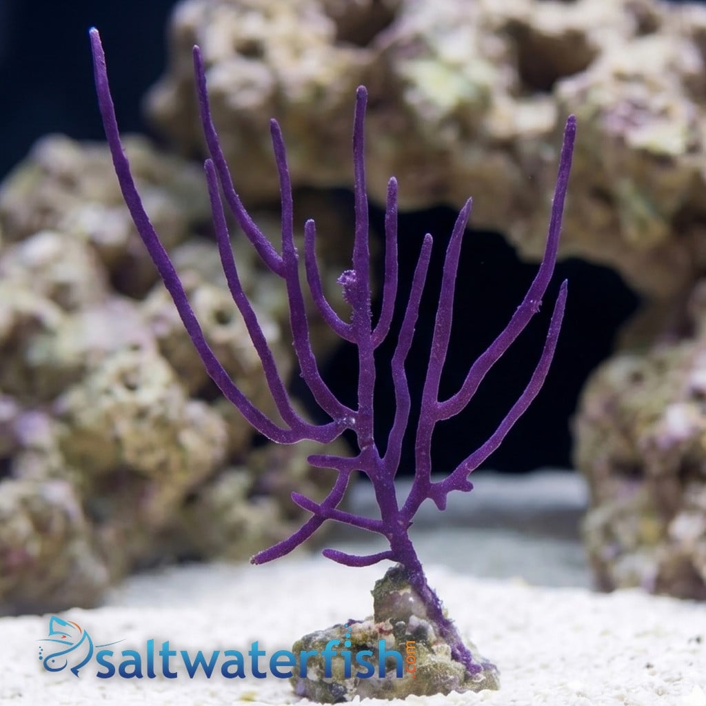Purple Whip Gorgonian - Aquacultured