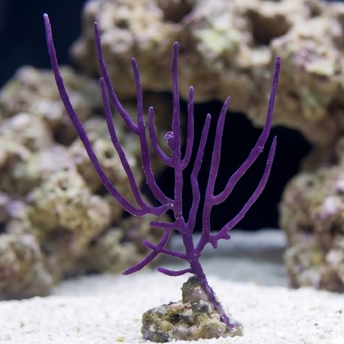 Purple Whip Gorgonian - Aquacultured