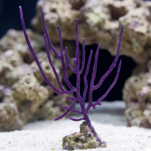 Purple Whip Gorgonian - Aquacultured