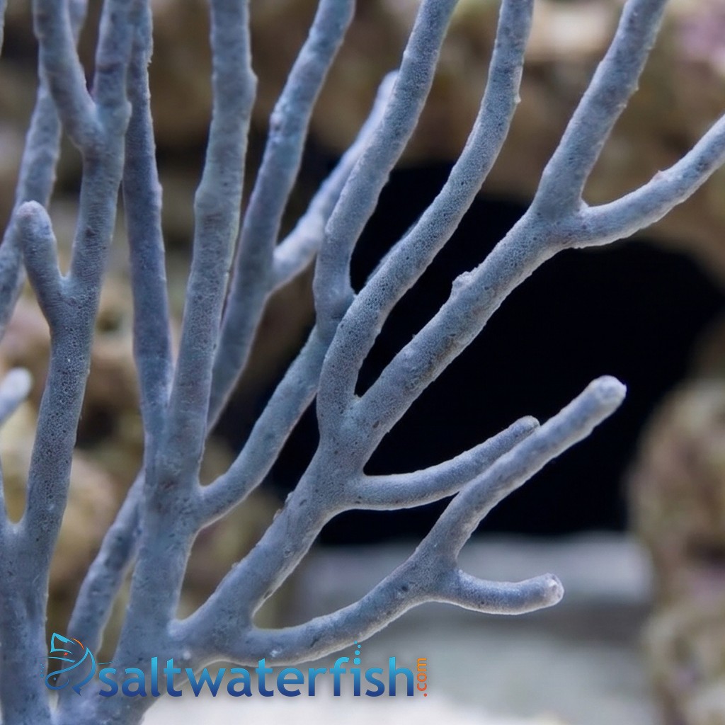 White Fan Gorgonian - Aquaucltured