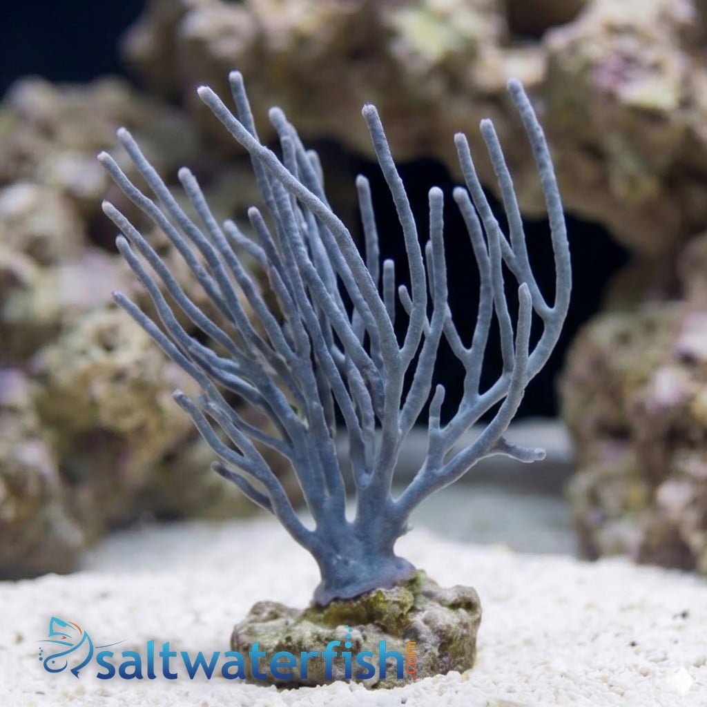 White Fan Gorgonian - Aquaucltured