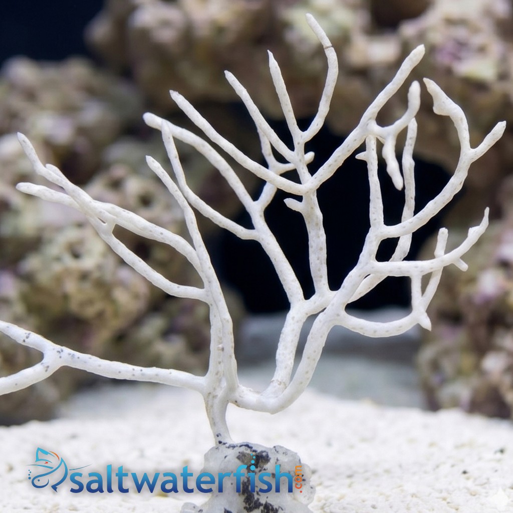 White Fan Gorgonian - Aquaucltured