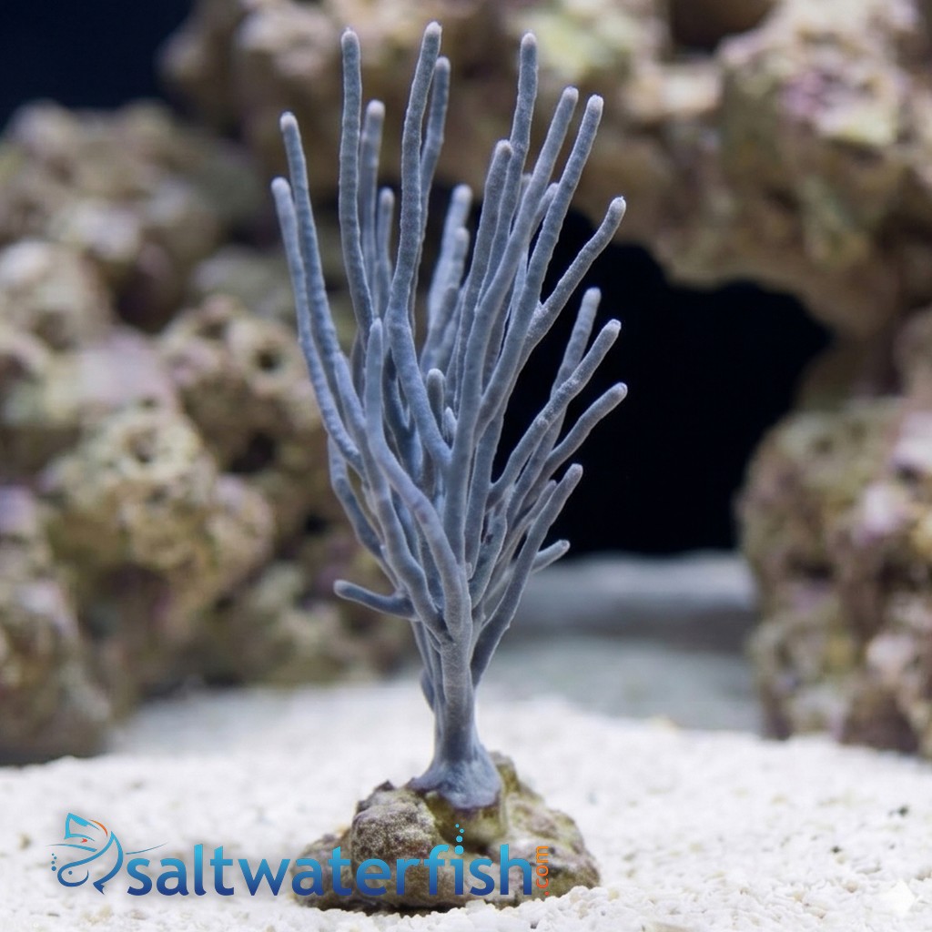 White Fan Gorgonian - Aquaucltured