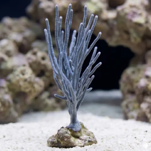 White Fan Gorgonian - Aquaucltured
