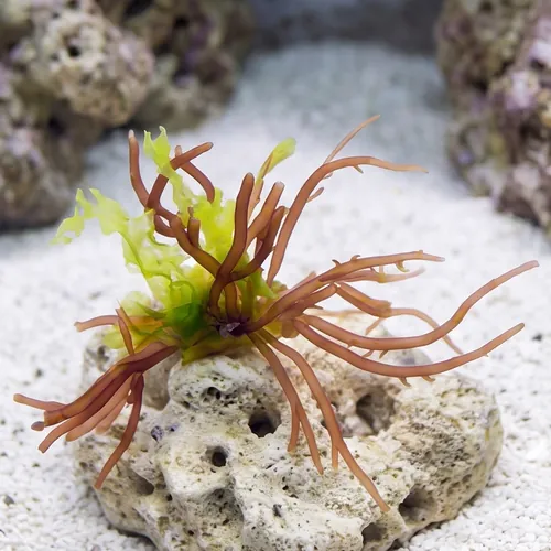 Red Spike Graciliaria Macroalgae