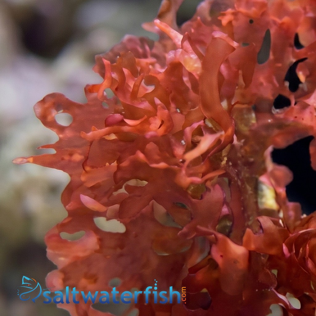 Red Graciliaria - Flat Blade Red Brush