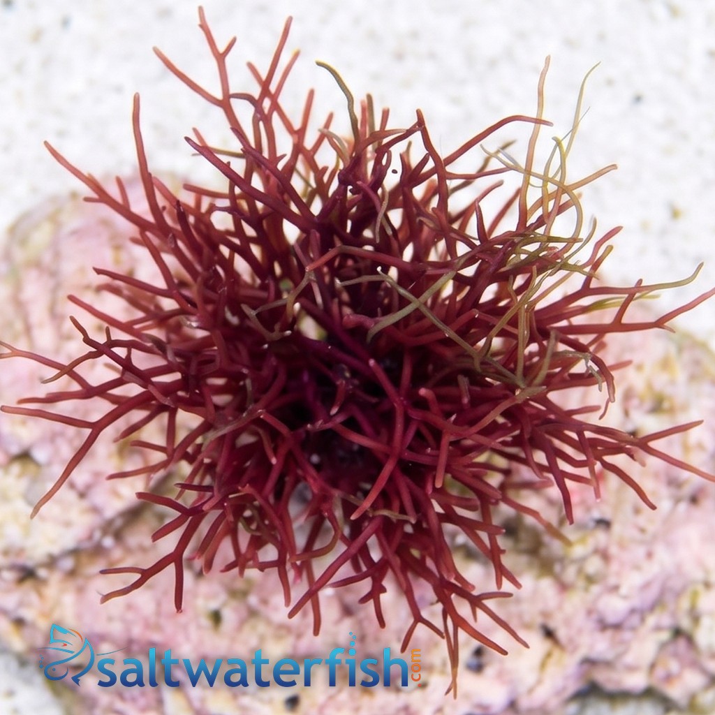 Red Graciliaria Macroalgae