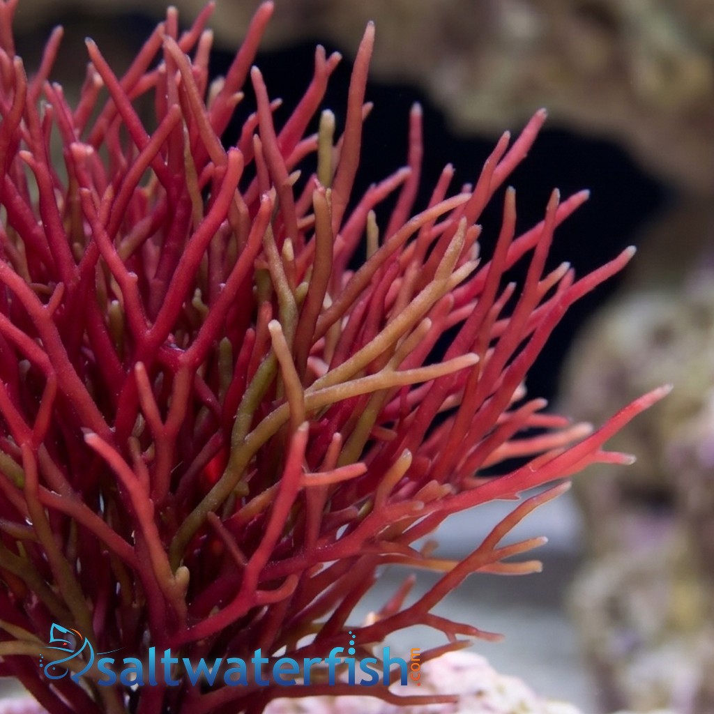 Red Graciliaria Macroalgae 1/2 lb