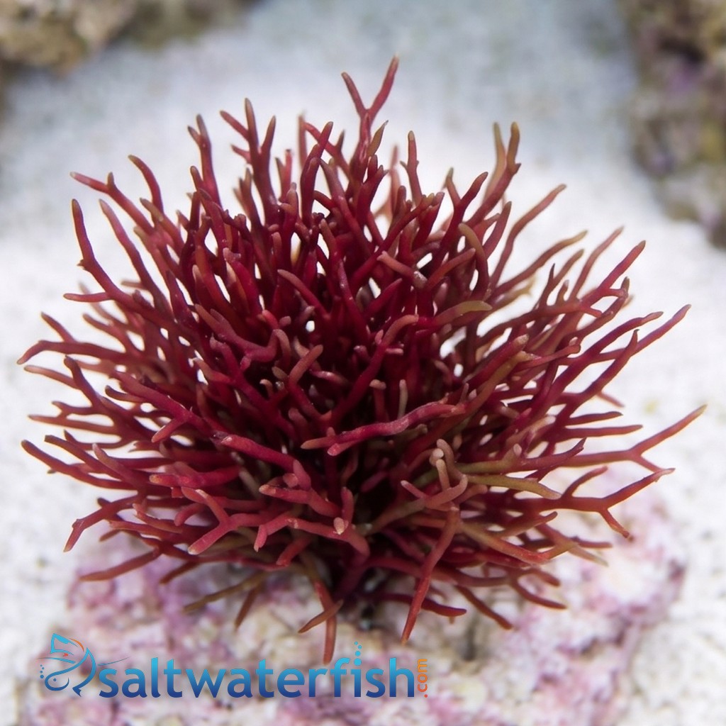 Red Graciliaria Macroalgae 1/2 lb