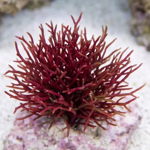Red Graciliaria Macroalgae 1/2 lb